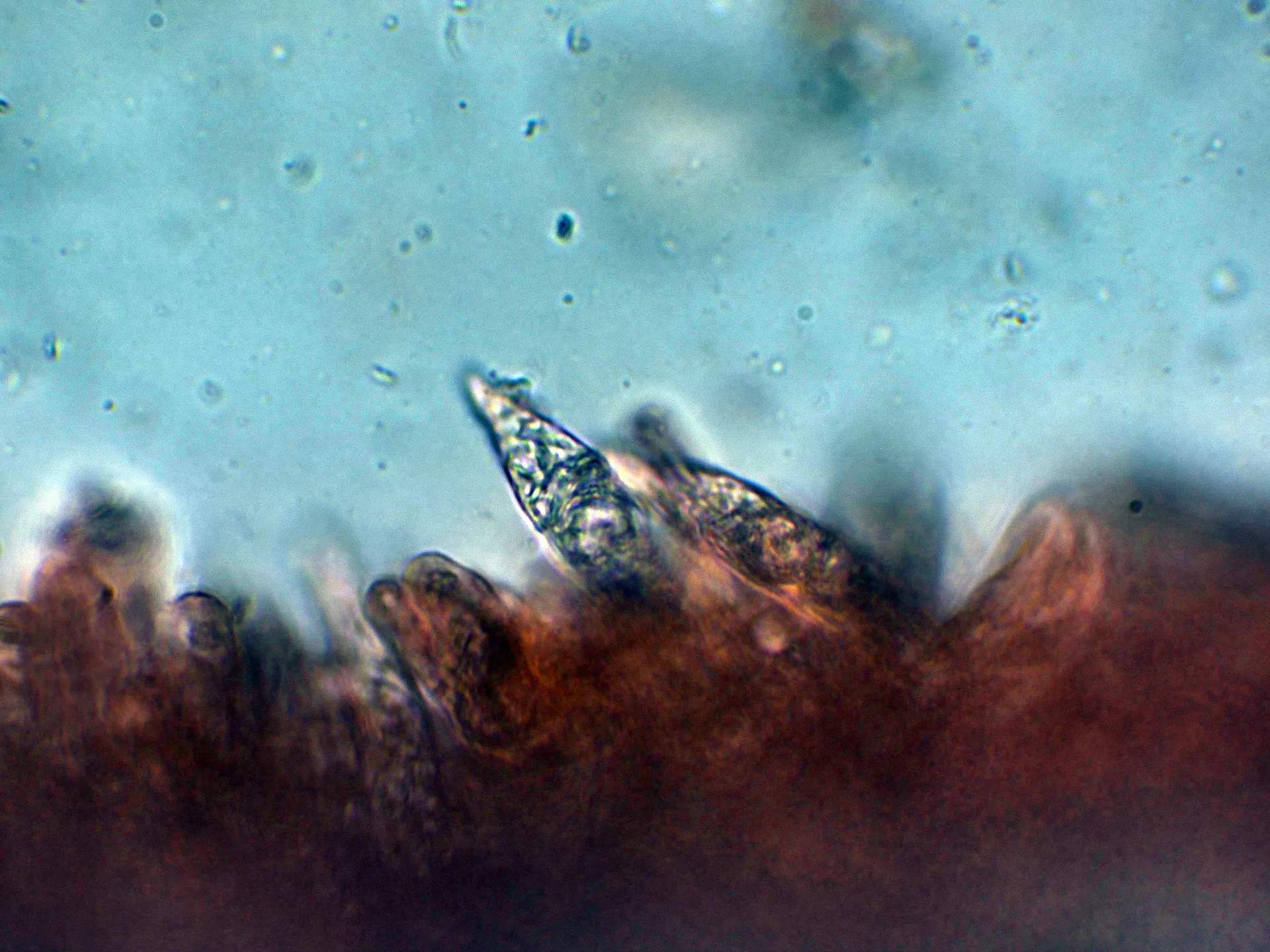 Microscopía de Russula sanguinea - 10 - Cistidios-002